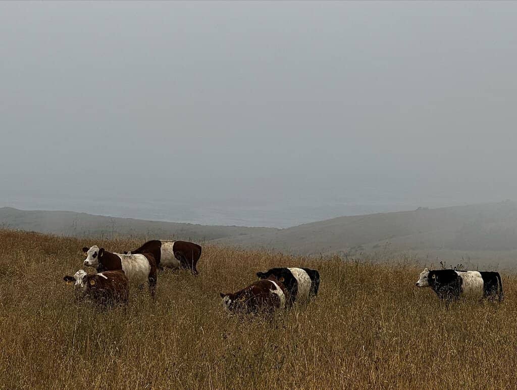 Wildlife Viewing Spots