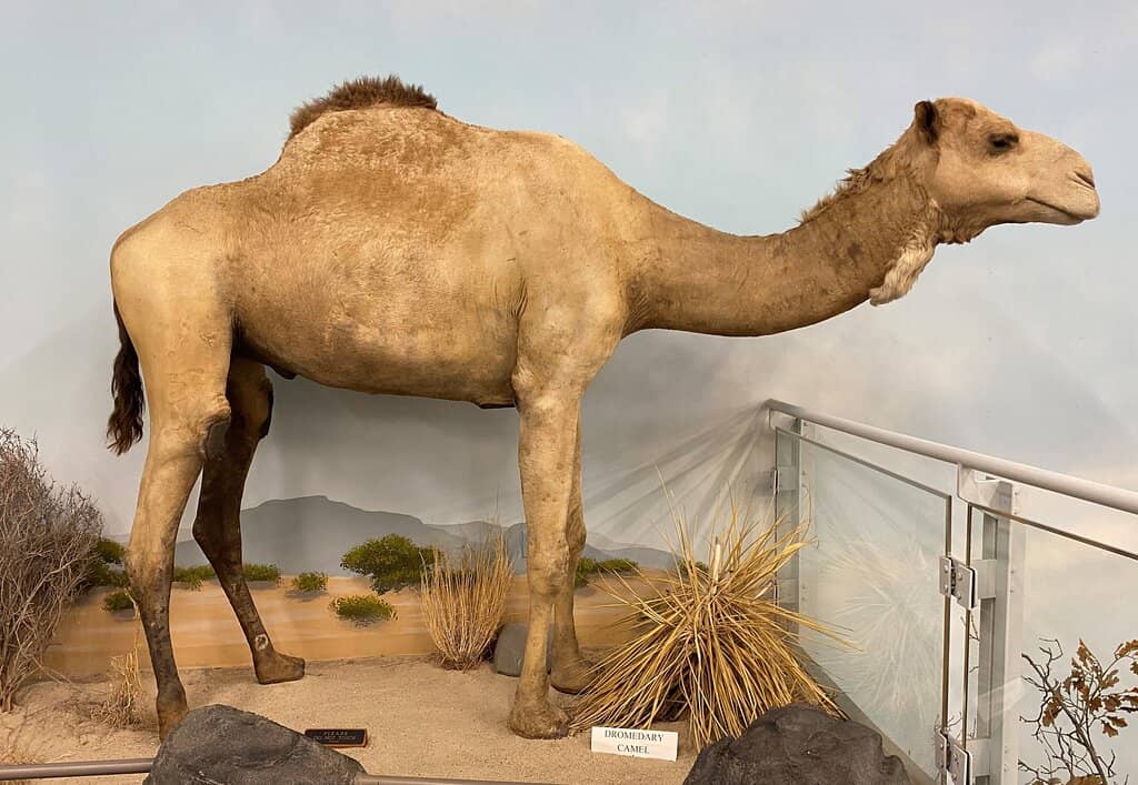 Weatherby Award Exhibits