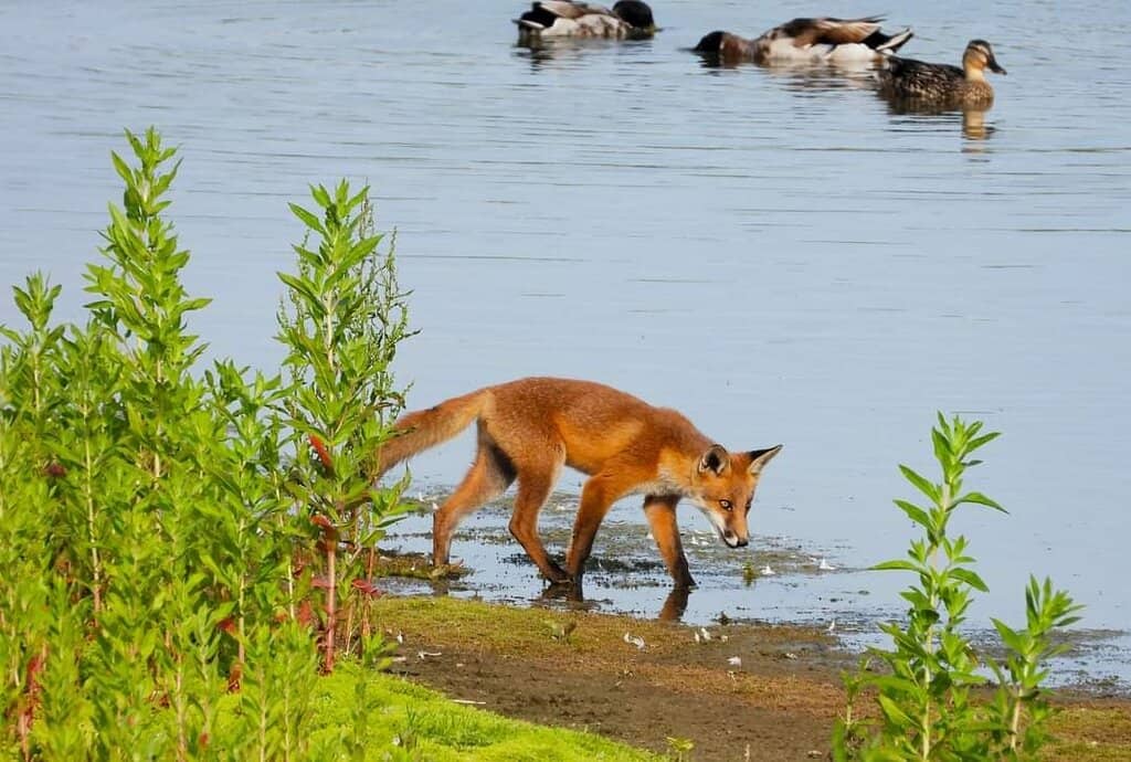 Aquascape Wetland Filter
