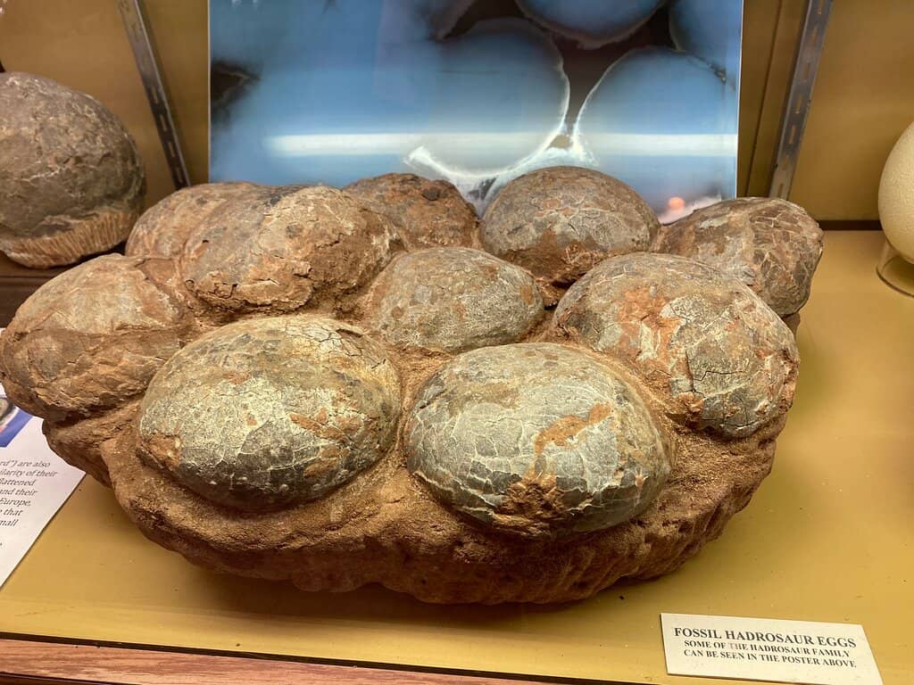 Insect and Butterfly Displays