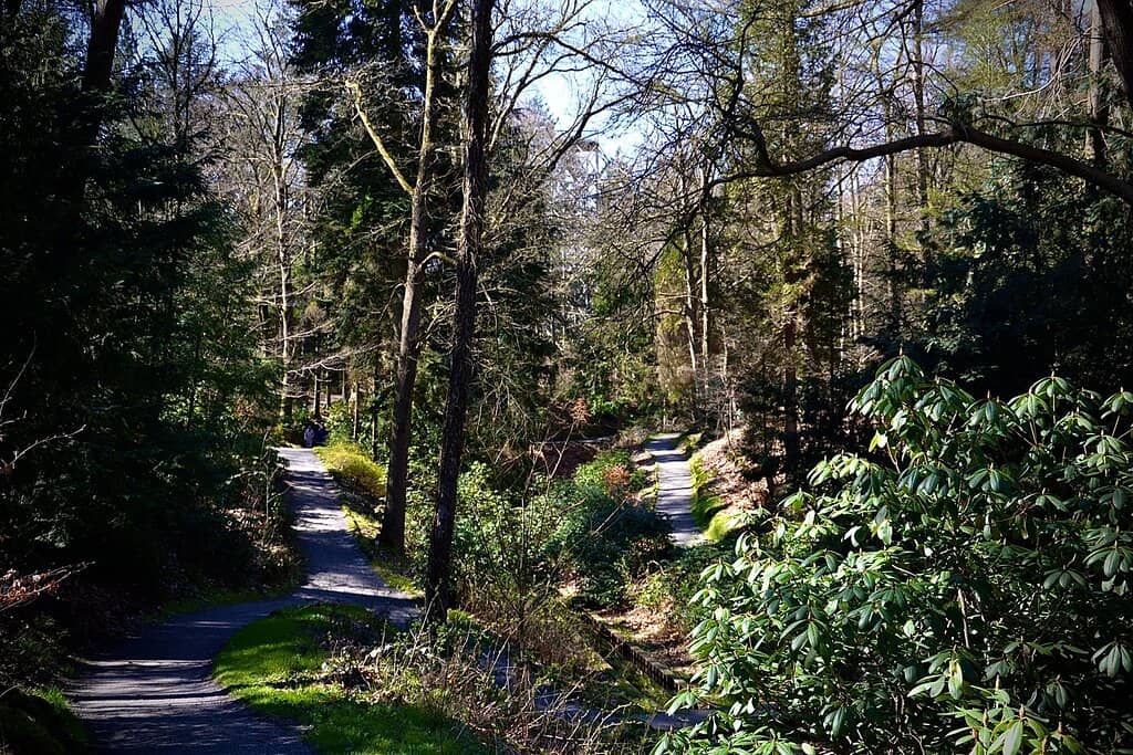 Ape Empire & Tree Climbing