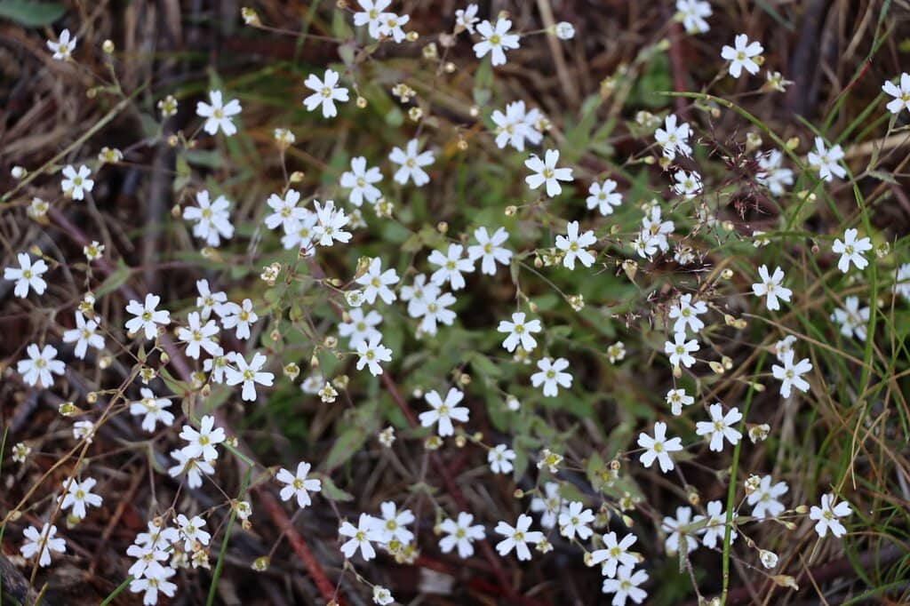 World Cup Downhill Slopes
