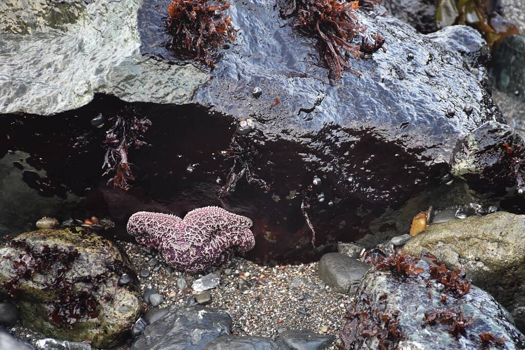 Unique Beach Composition