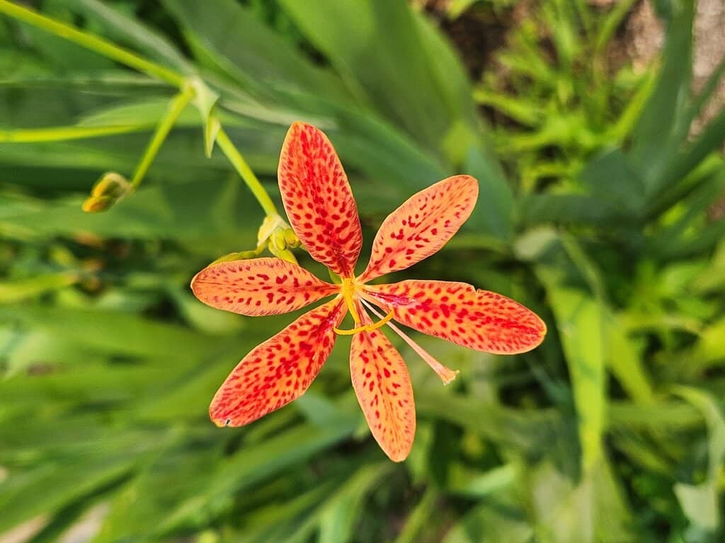 Tranquil Gardens & Trails