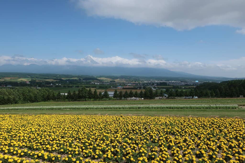 Flower Land Kamifurano