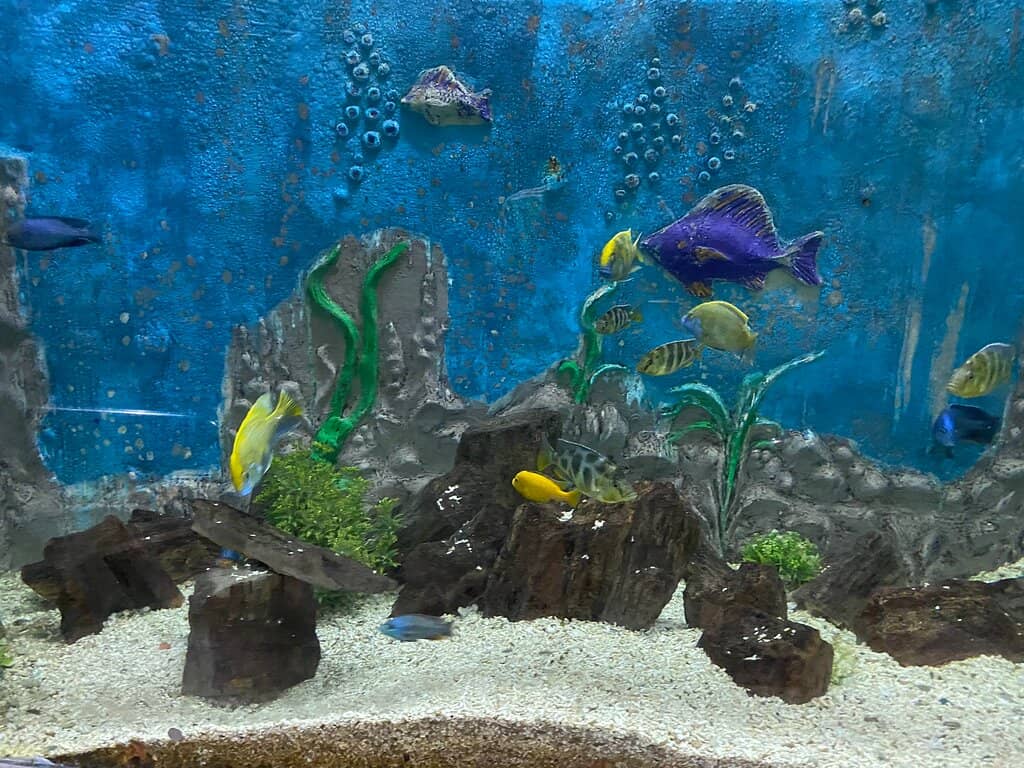 Fossils and Marine Artifacts