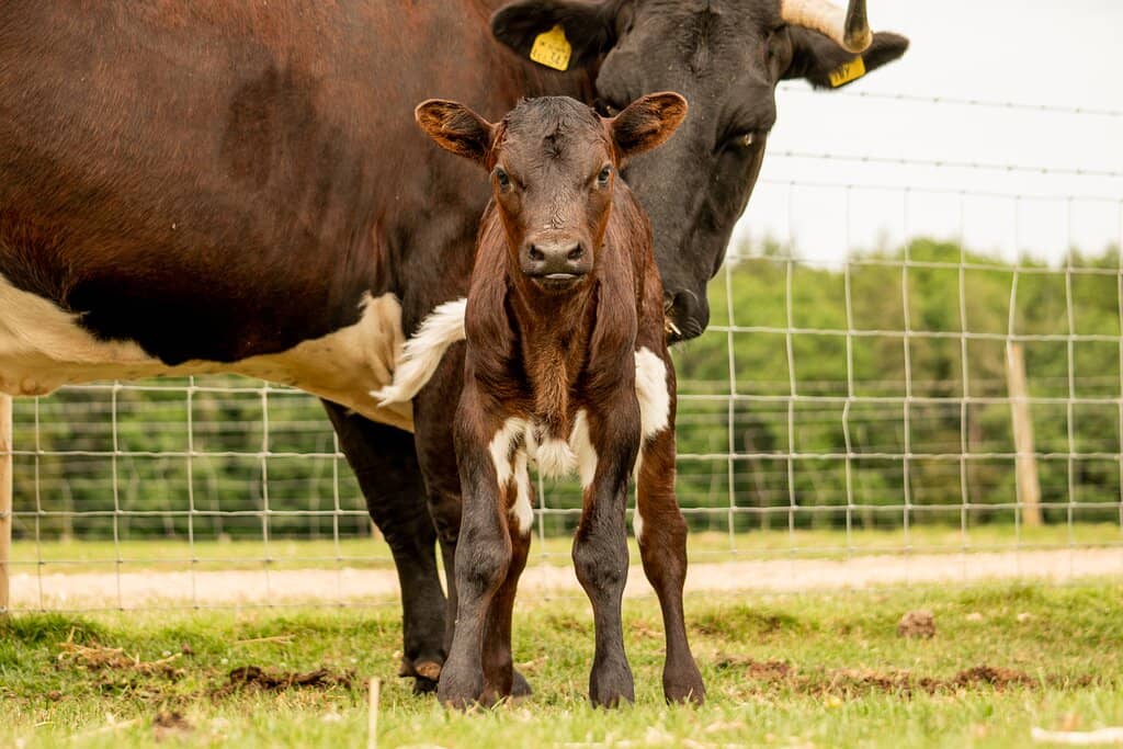Interactive Petting Barn