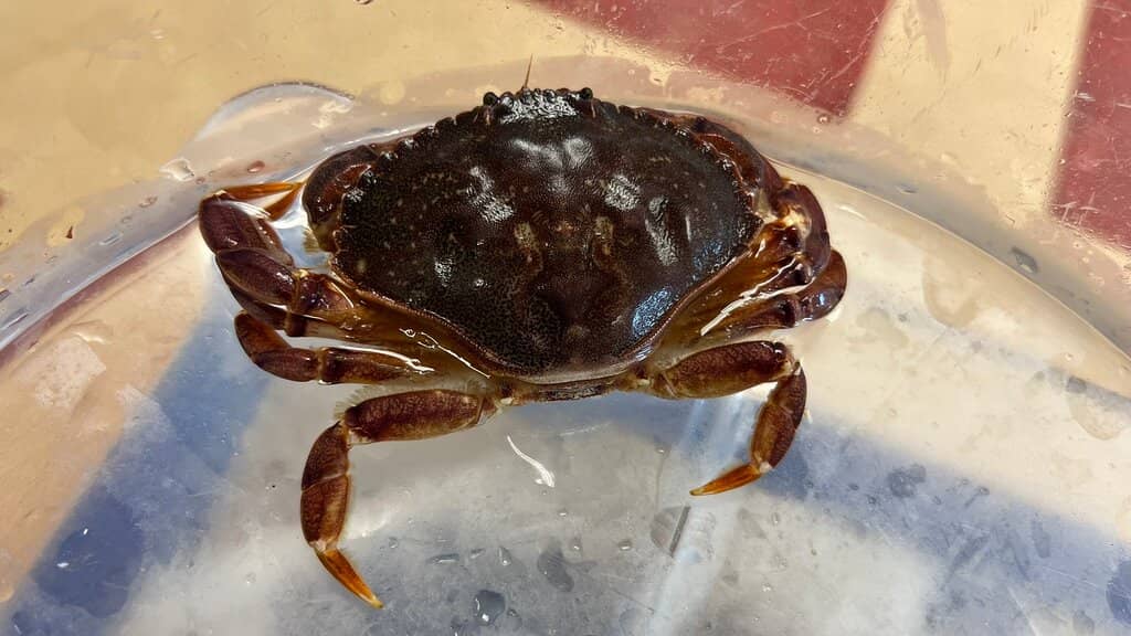 Schoodic Institute at Rockefeller Hall