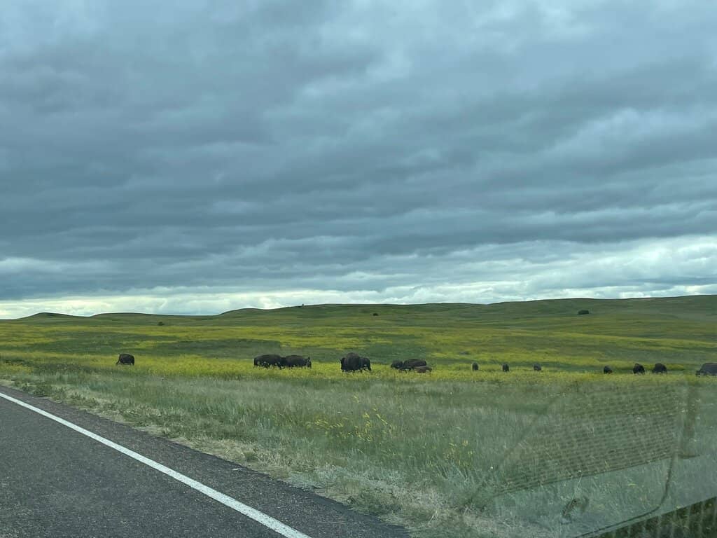 Bison Photo Opportunities