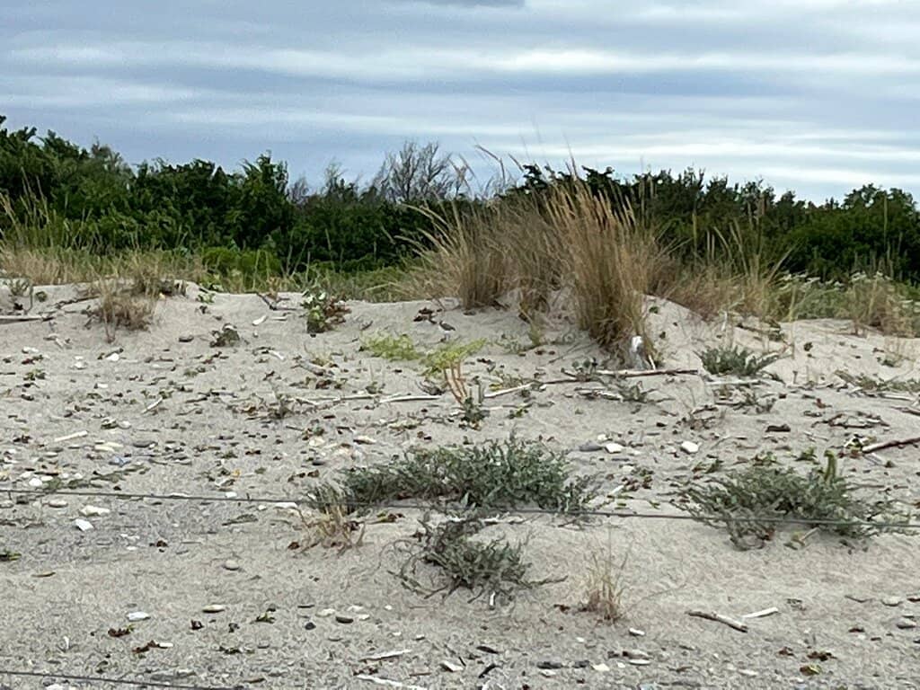 Nocturnal Wildlife Walks