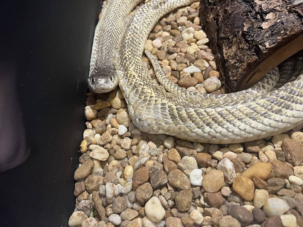 Diverse Snake Collection