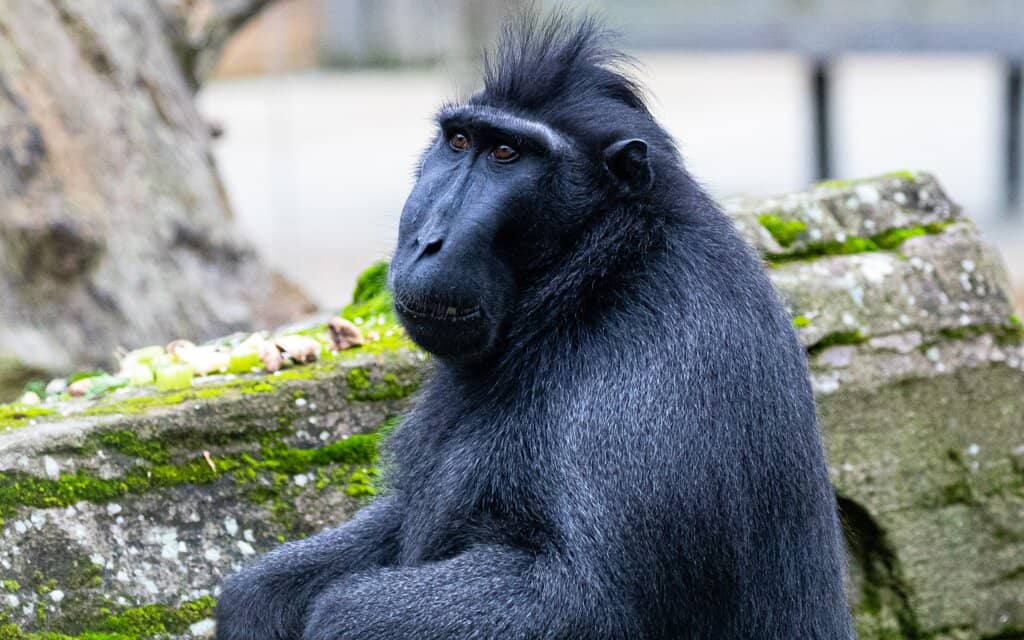 Thrilling Rides & Playgrounds