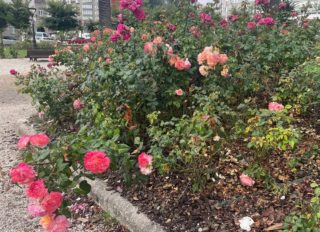 Rose Garden