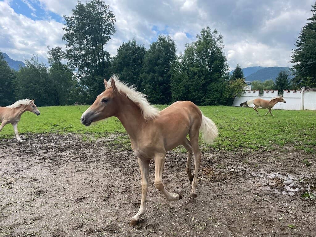 Foal Feeding at Hengstalm