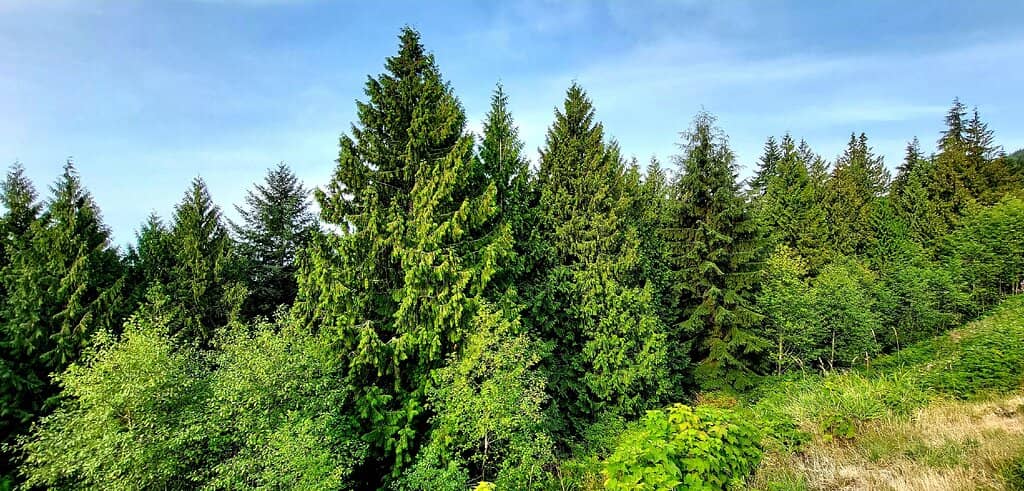 Cypress Eagle Coaster