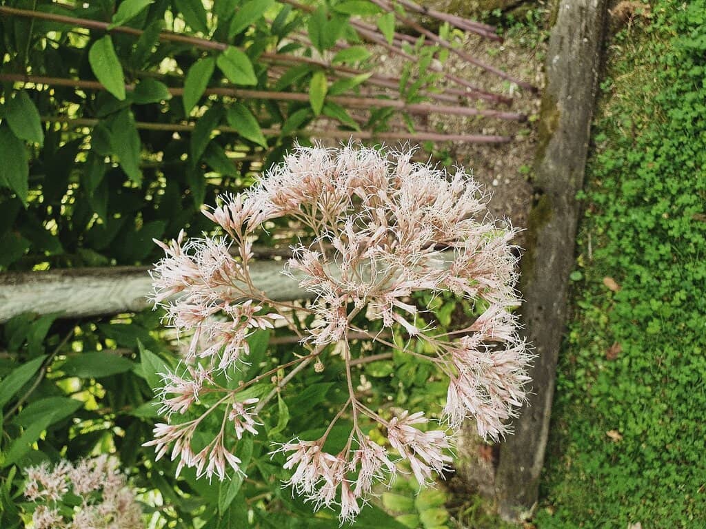 Medicinal Plant Museum