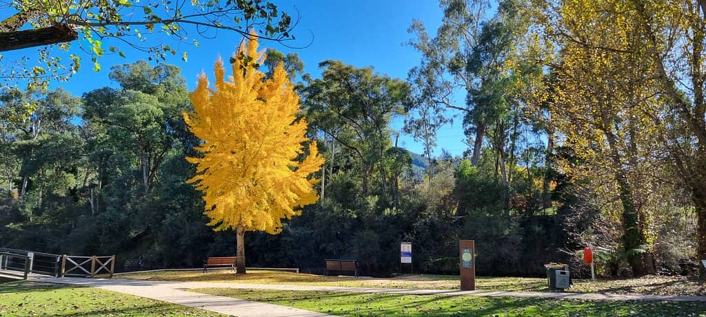 Musical Fountain Show