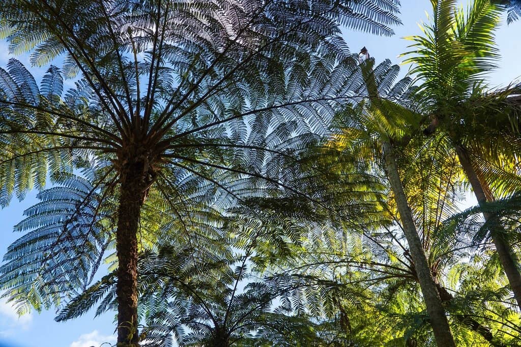 Period Handcraft Displays