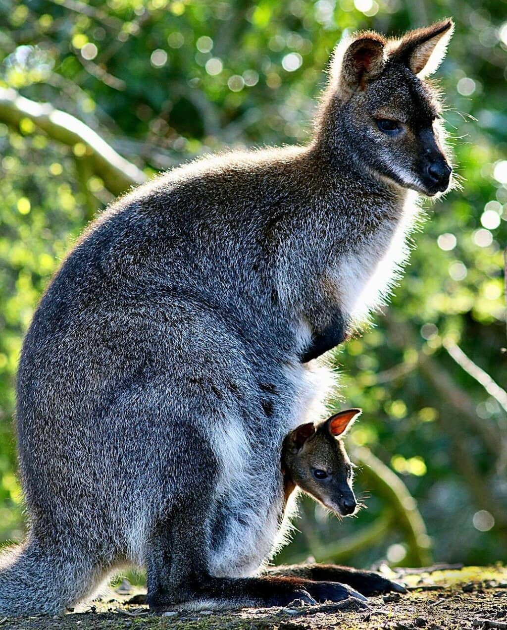 Meerkat Interactions