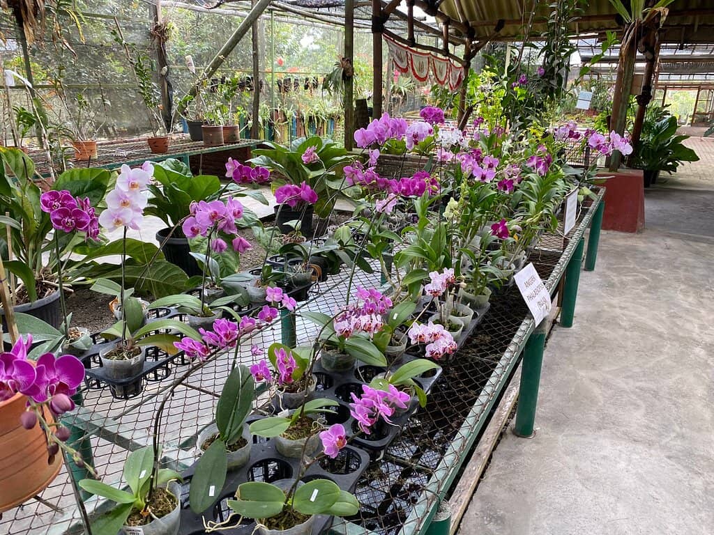 Scenic Touring Car Ride