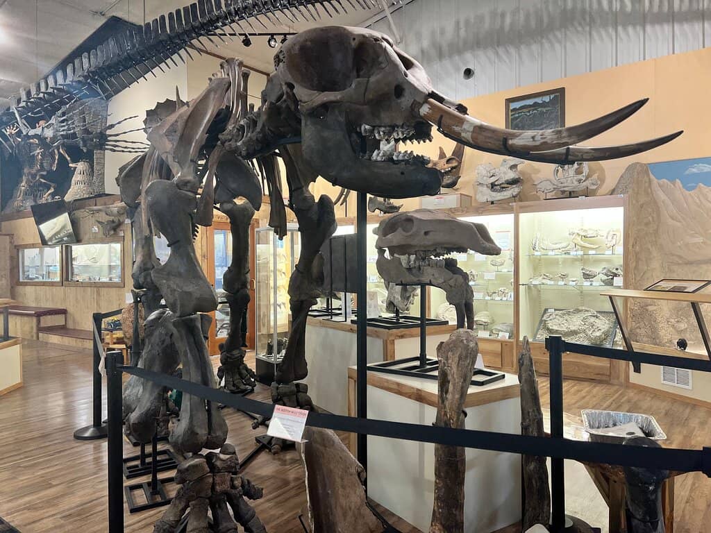 Rare and Unique Fossils