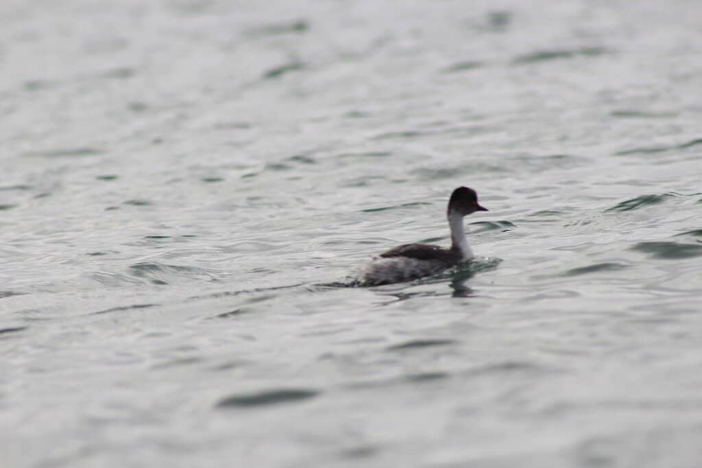 Spanish Fortifications