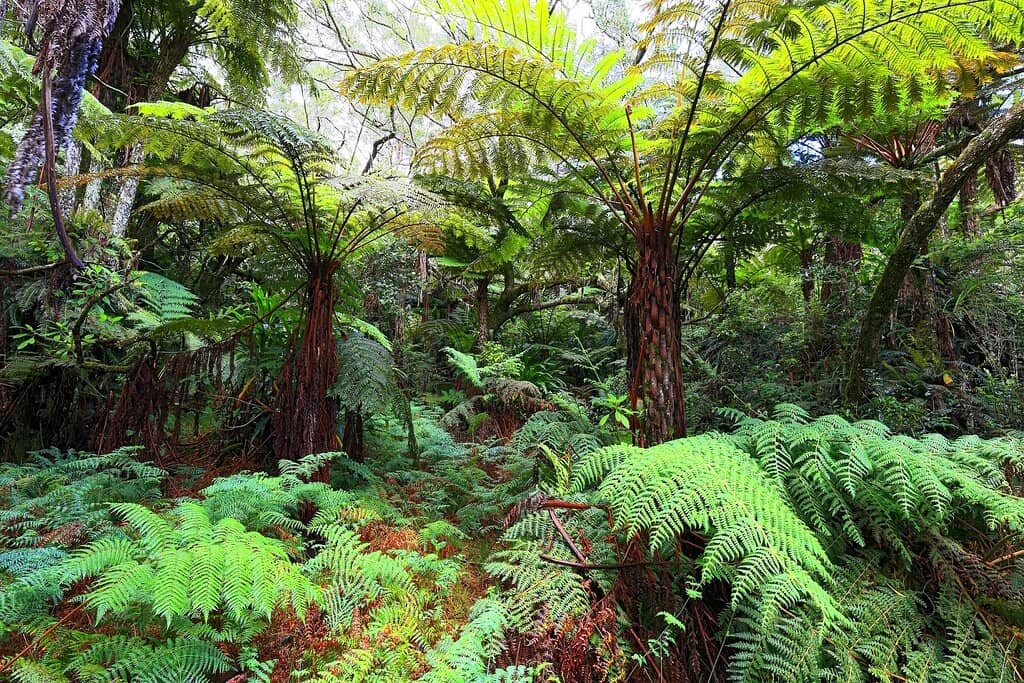 The Hike Through Belouve