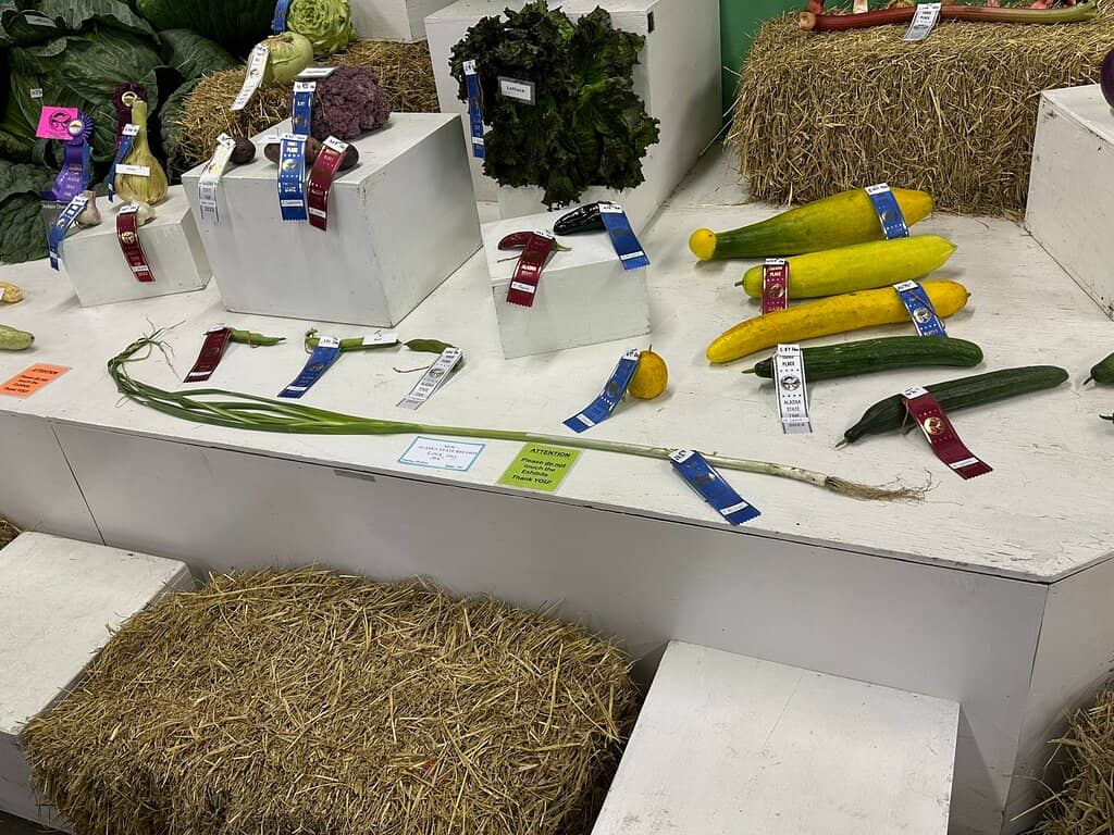 Live Music & Entertainment