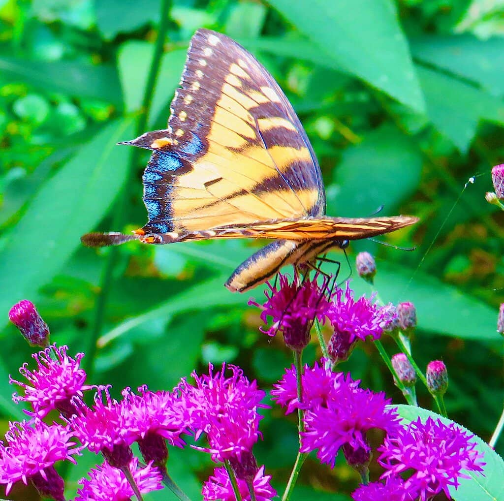 Potomac Overlook Trail