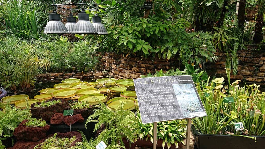 Seasonal Flower Displays