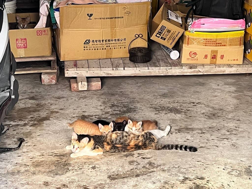 Sculptures of Fortune