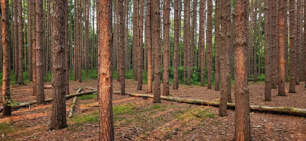 Beach Ridge Singletrack
