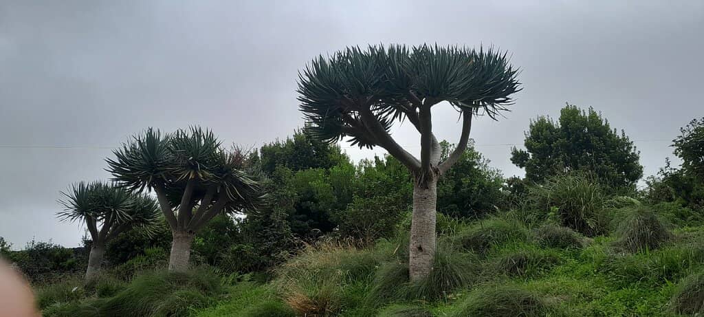 Friendly Feline Welcome