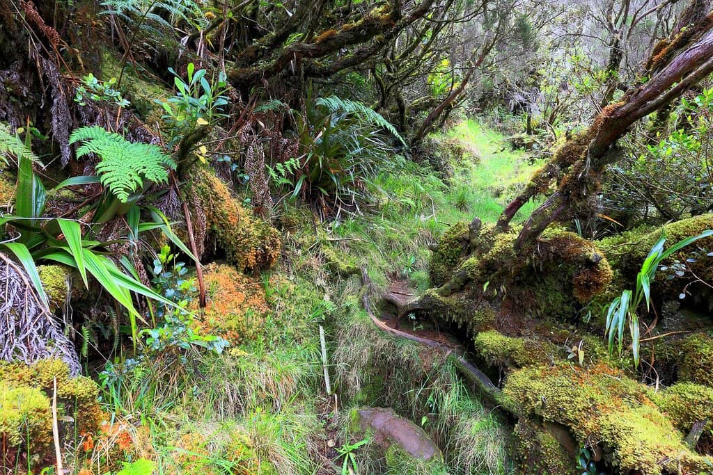 Voile de la Mariée Waterfall
