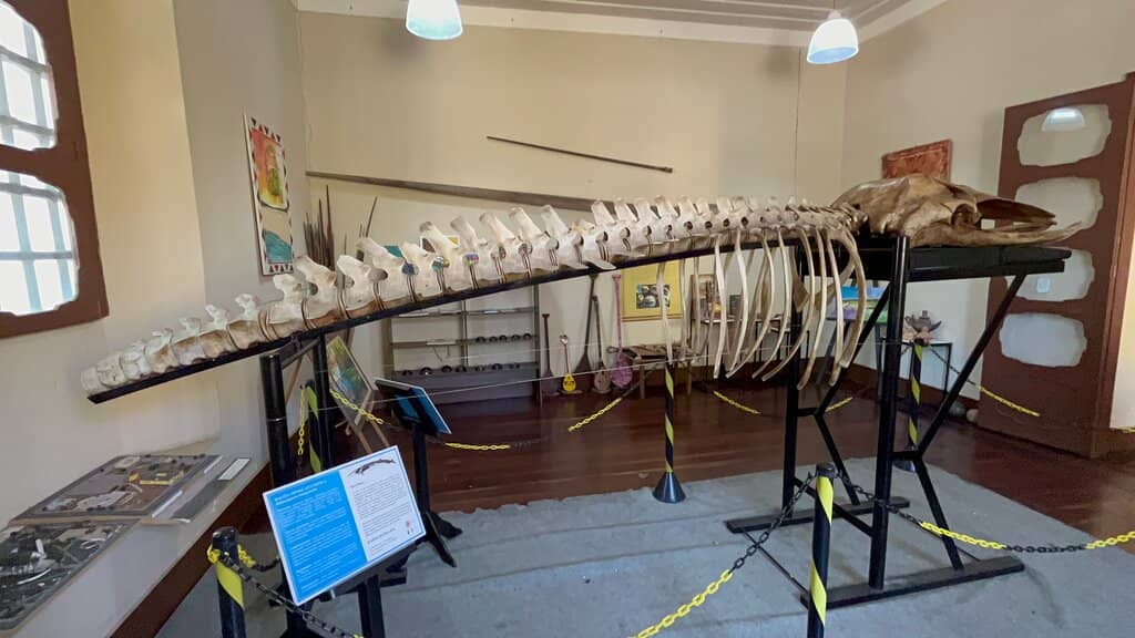 Whale Skeleton