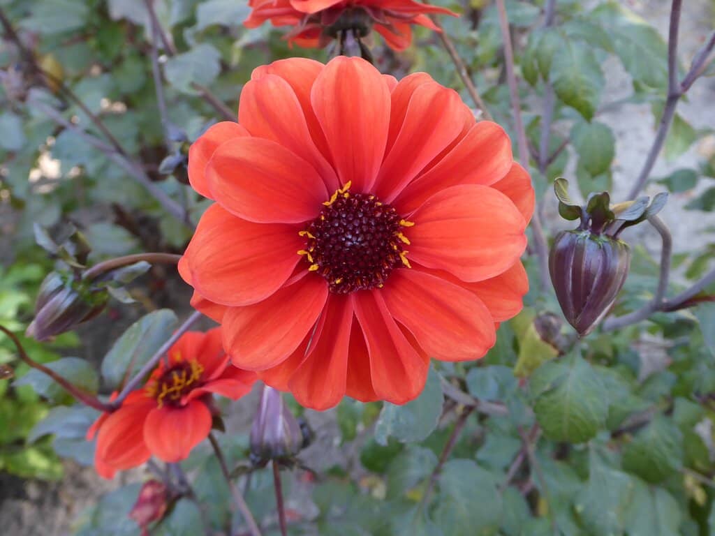 Butterfly House Magic