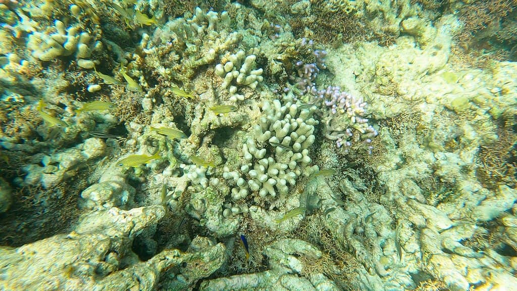 Vibrant Coral Gardens