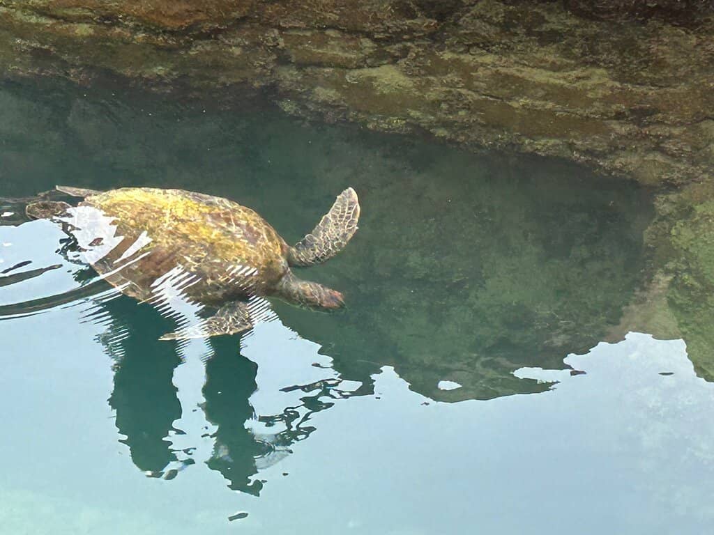 Marine Biologist Insights