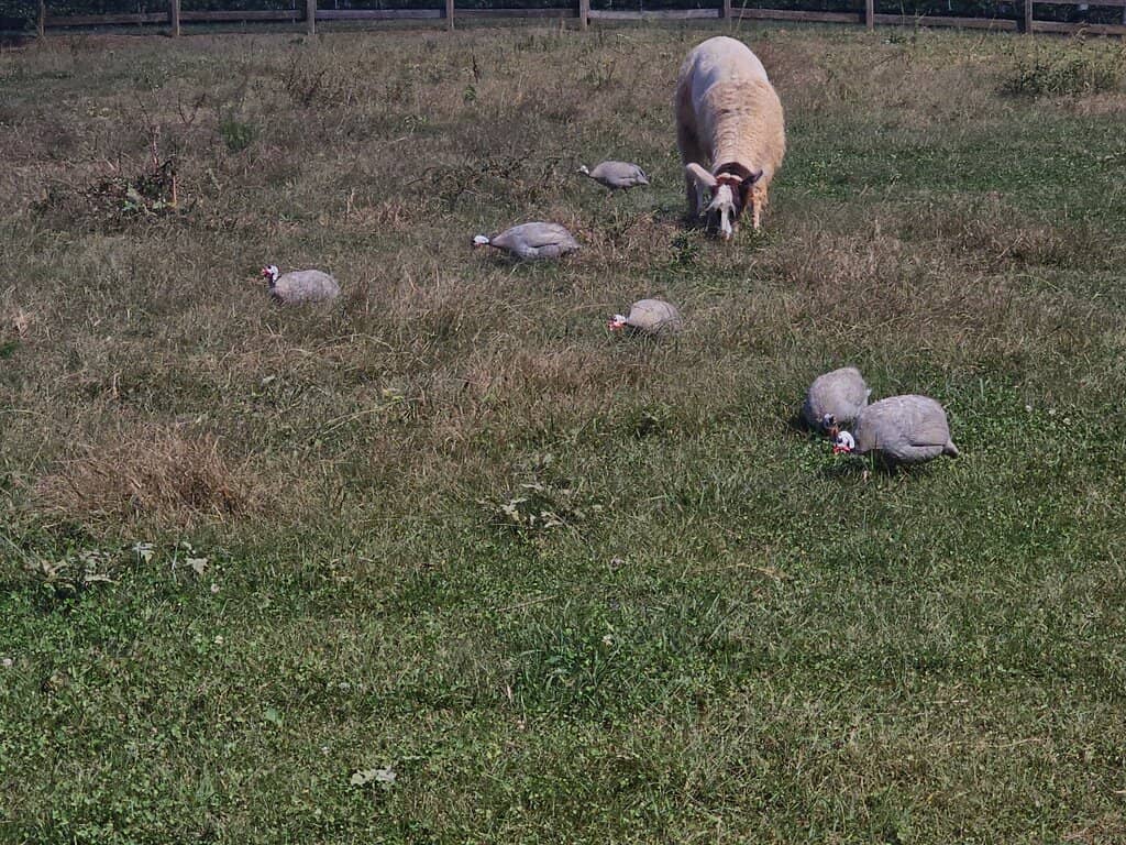 Scenic Vineyard Grounds