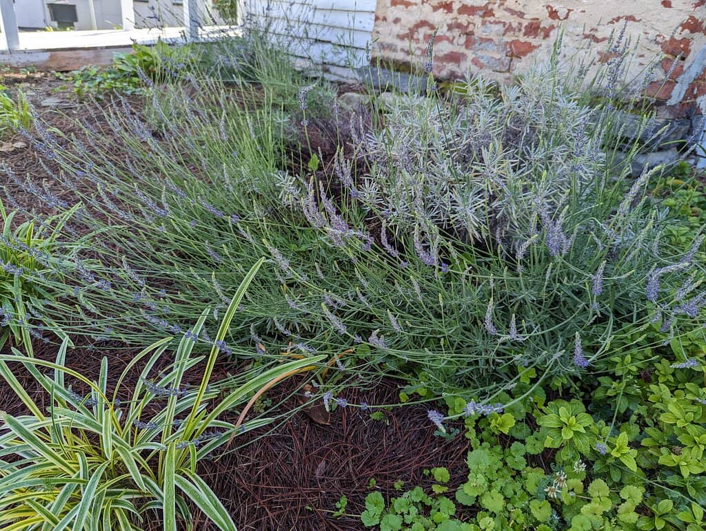 Rich Local & US History