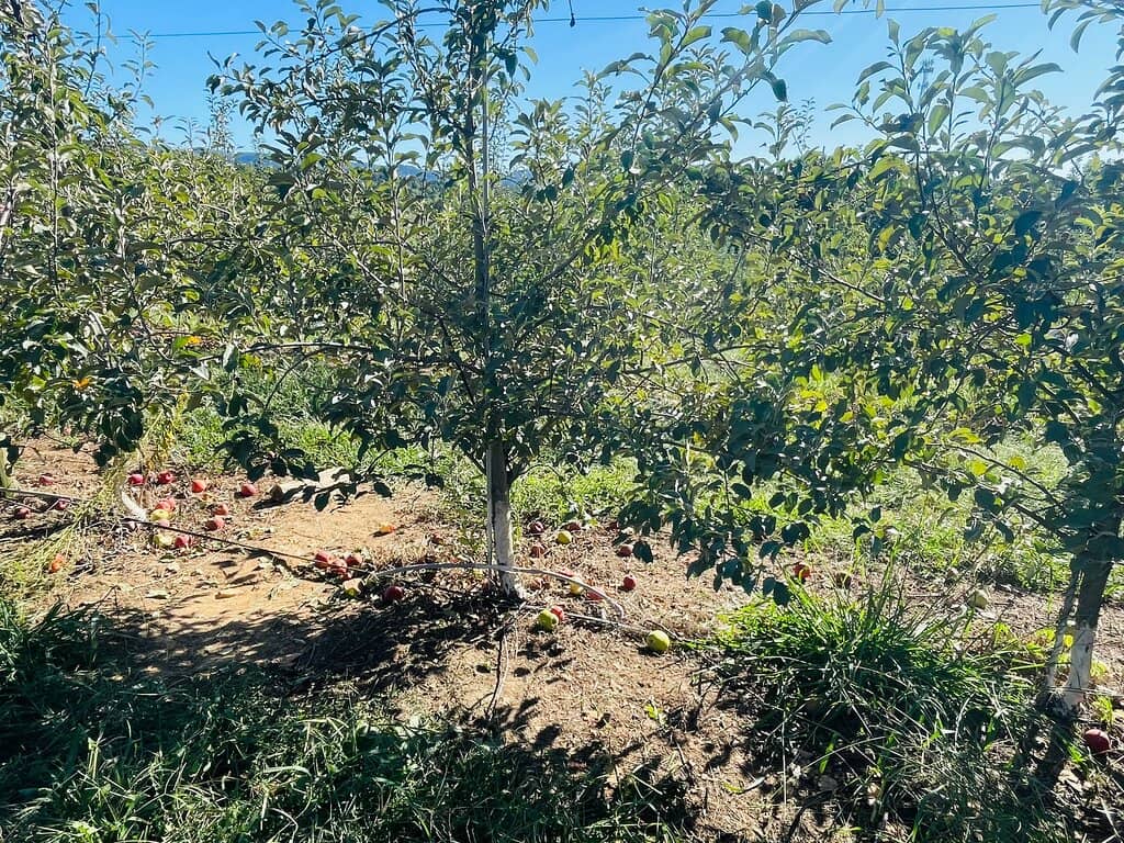 Mega Slide & Kids' Activities