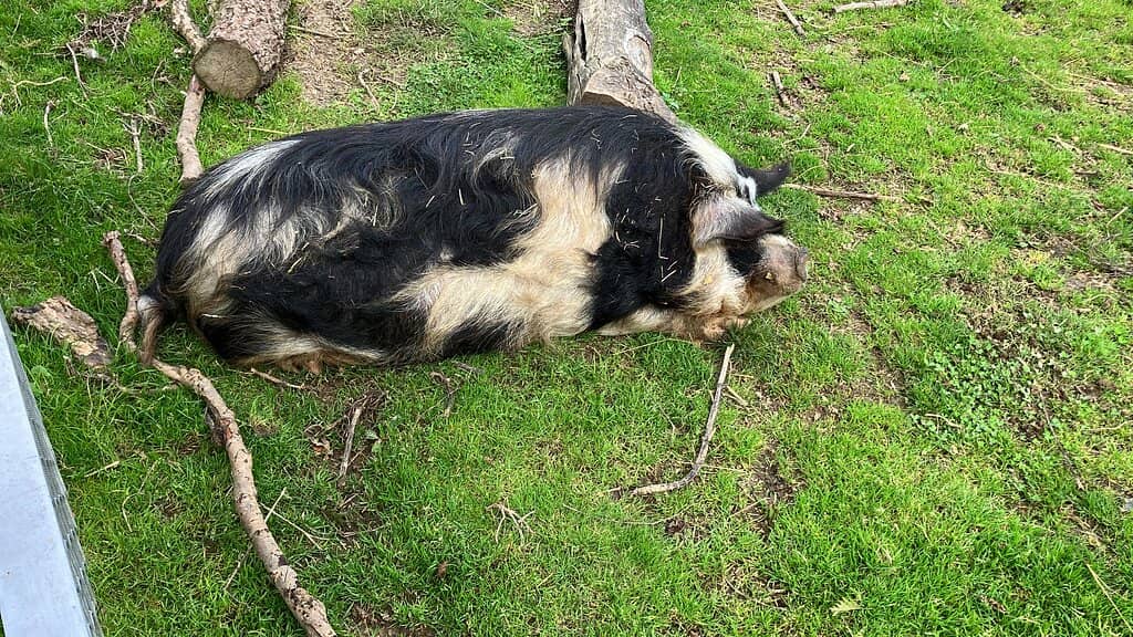 Serene Ponds and Water Features