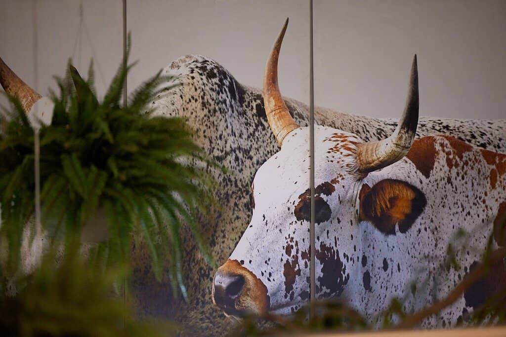 Modern Global Cuisine with South African Twist