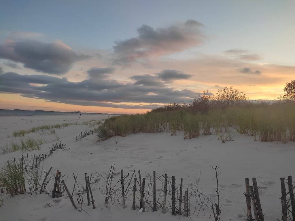 Seal Watching Opportunities