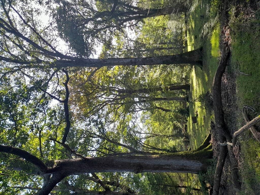 Towering Redwoods