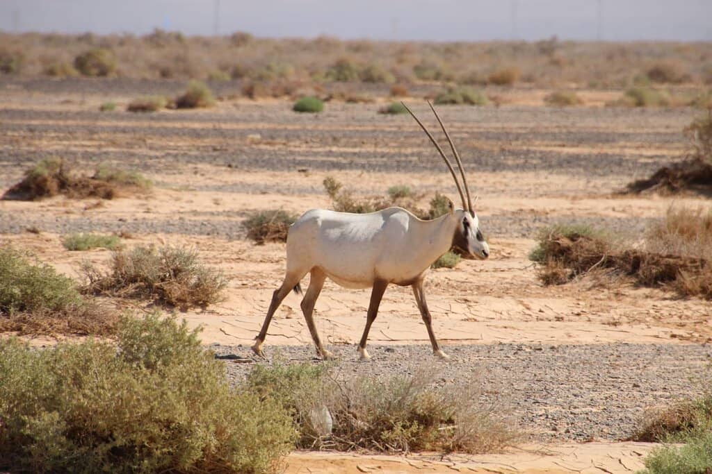 Visitor Centre & Enclosures