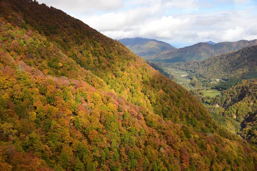 Winter Wonderland Views