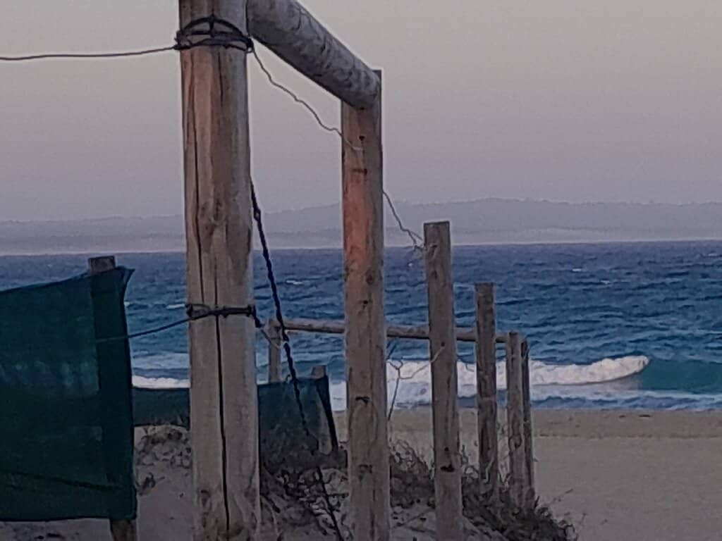 Dog-Friendly Freedom