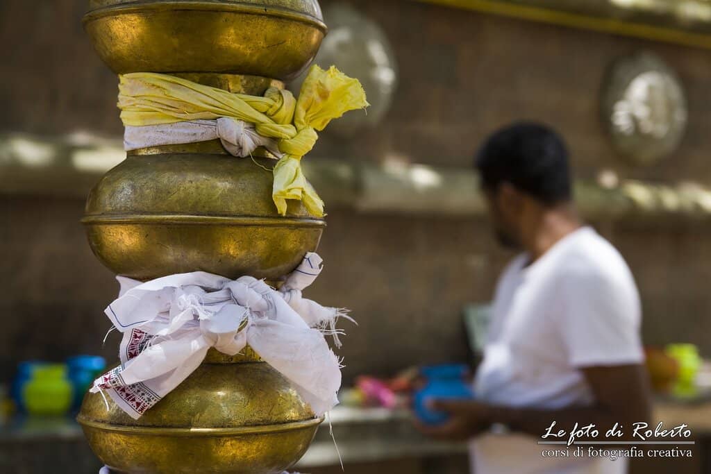 Sacred Bodhi Tree