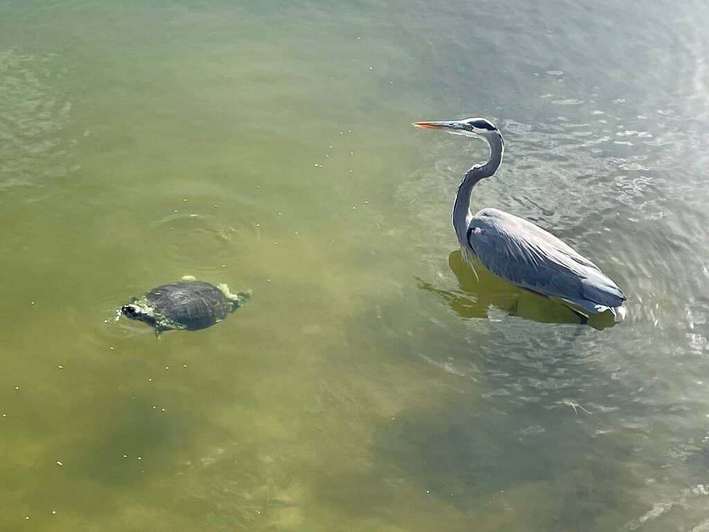 Boardwalk Over the Pond